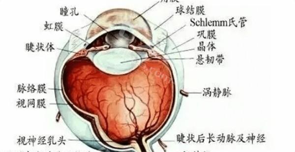 儿童眼睛老发炎，角膜炎咋护理？